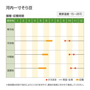 国華園 種 野菜たね マメ ソラマメ 河内一寸...の詳細画像2