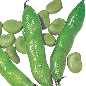 国華園 種 野菜たね マメ ソラマメ 河内一寸...の詳細画像1
