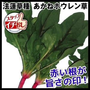 種 野菜たね ホウレン草 あかねホウレン草 1袋(40ml)｜kokkaen