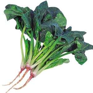 国華園 種 野菜たね ホウレン草 豊葉ほうれん草 1袋（40ml） 法蓮草 ほうれんそう やさいの種