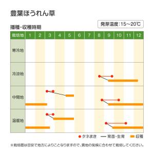国華園 種 野菜たね ホウレン草 豊葉ほうれん...の詳細画像3