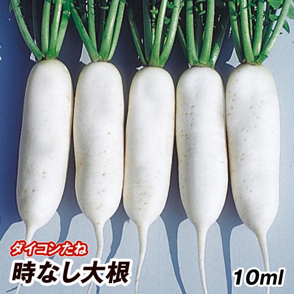 種 野菜たね ダイコン 時なし大根 1袋（10ml） 大根 野菜の種 国華園