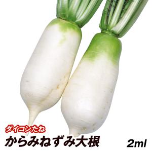 種 野菜たね ダイコン からみねずみ大根 1袋(2ml)｜kokkaen