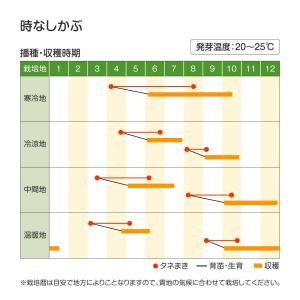 国華園 種 野菜たね カブ 時なしかぶ 1袋(...の詳細画像2