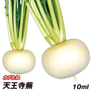 種 野菜たね カブ 天王寺蕪 1袋（10ml） 蕪 野菜の種 国華園