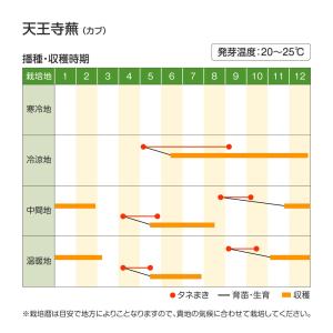 国華園 種 野菜たね カブ 天王寺蕪 1袋(1...の詳細画像3