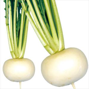 国華園 種 野菜たね カブ 天王寺蕪 1袋(1...の詳細画像1