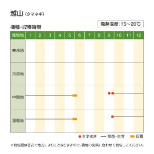 国華園 種 野菜たね タマネギ (中晩生)越山...の詳細画像2