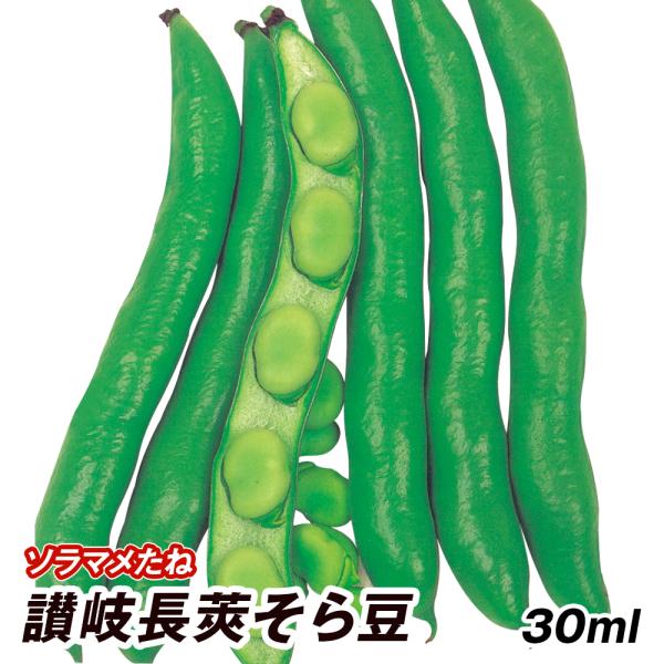種 野菜たね マメ ソラマメ 讃岐長莢そら豆 1袋（30ml） 豆 空豆 蚕豆 野菜の種 国華園