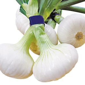 国華園 種 野菜たね タマネギ （超極早生）立春の香り 1袋（2ml） 玉葱 玉ねぎ やさいの種