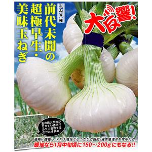 国華園 種 野菜たね タマネギ (超極早生)立...の詳細画像2