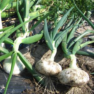 国華園 種 野菜たね タマネギ (超極早生)立...の詳細画像3