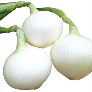 玉葱王① 国華園 種 野菜たね タマネギ （極早生）F1多福玉葱 1袋（3ml） 玉葱