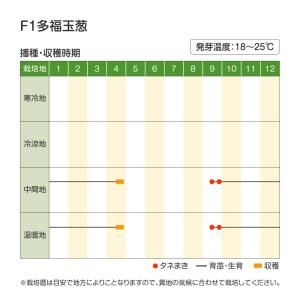 国華園 種 野菜たね タマネギ (極早生)F1...の詳細画像2