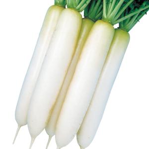 国華園 種 野菜たね ダイコン F1煮もの美人...の詳細画像1