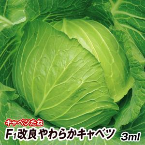 葉菜の種 葉菜種類 キャベツ 種 種子 花 ガーデニング 通販 Yahoo ショッピング