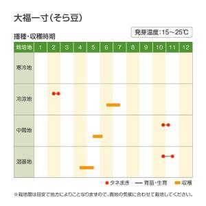 国華園 種 野菜たね マメ ソラマメ 大福一寸...の詳細画像4