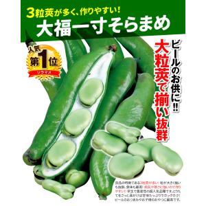 国華園 種 野菜たね マメ ソラマメ 大福一寸...の詳細画像2