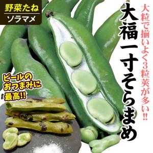 国華園 種 野菜たね マメ ソラマメ 大福一寸...の詳細画像3