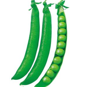 国華園 種 野菜たね マメ 実エンドウ ロングピース 1袋（30ml） 豆 豌豆 やさいの種
