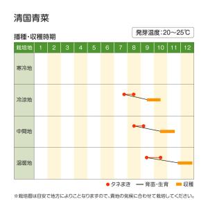 国華園 種 野菜たね 菜類 清国青菜(しんこく...の詳細画像1