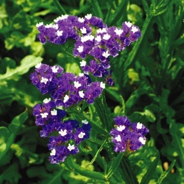 国華園 種 花たね スターチス ミッドナイトブルー 1袋(100mg) / 花の種 通販 花種 はな...