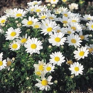 国華園 種 花たね クリサンセマム パルドーサム 1袋(150mg) / 花の種 通販 花種 はなたね ノースポール