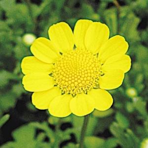 花種 花たね クリサンセマム ムルチコーレ  1袋（150mg）