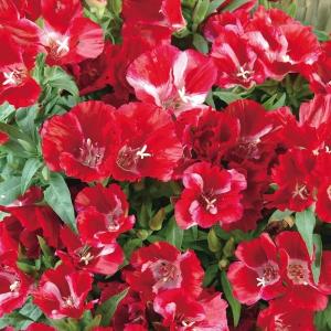 これまでで最高のゴデチア 花 最高の花の画像