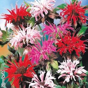 国華園 種 花たね 切花向き多年草 モナルダ ディディマミックス 1袋(25粒)