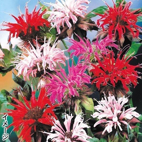 国華園 種 花たね 切花向き多年草 モナルダ ディディマミックス 1袋(25粒) / 花の種 通販 ...