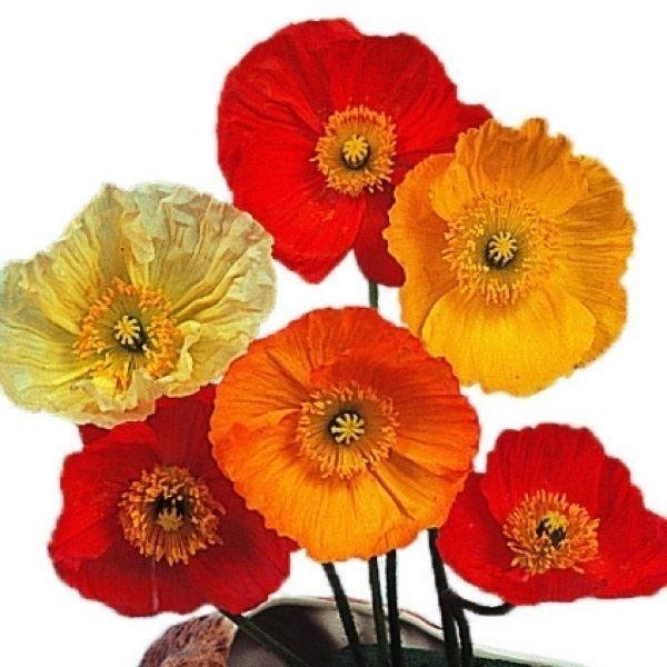 国華園 種 花たね アイスランドポピー混合 1袋(100mg) / 花の種 通販 花種 はなたね シ...