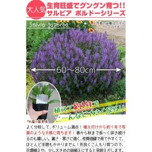花苗 宿根サルビア ボルドーブルー 2株の詳細画像1