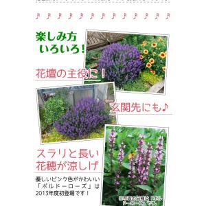 花苗 宿根サルビア ボルドーブルー 2株の詳細画像2