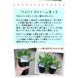 花苗 宿根サルビア ボルドーブルー 2株の詳細画像3