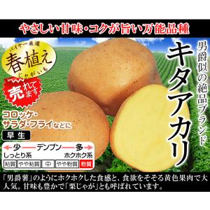 じゃがいも種芋 キタアカリ 2kgの詳細画像1