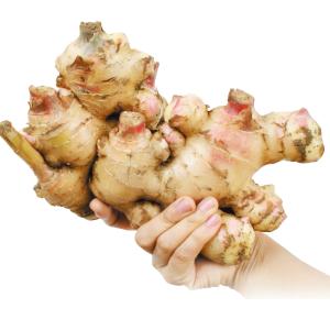 種ショウガ 霧島大ショウガ 5kg / 生姜 しょうが 家庭菜園 自家菜園 きりしま きりしま大ショウガ 安い 激安 国産 プランター栽培