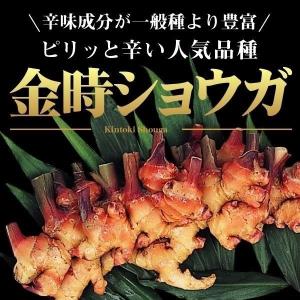 種ショウガ 金時ショウガ1kg / 生姜 しょうが 家庭菜園 自家菜園 小生姜 小ショウガ 金時生姜 人気 鮮やか 高級野菜 きんときショウガ