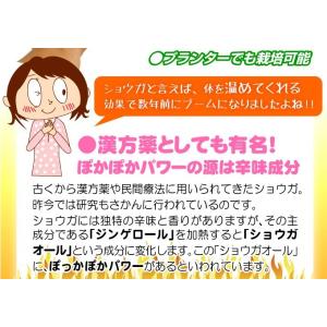 種ショウガ 三州ショウガ 1kg / 生姜 し...の詳細画像4