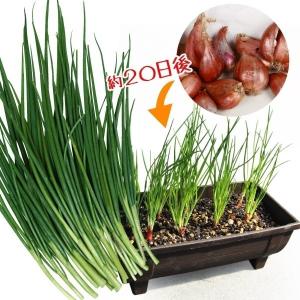 ワケギ種球 二十日ワケギ300g