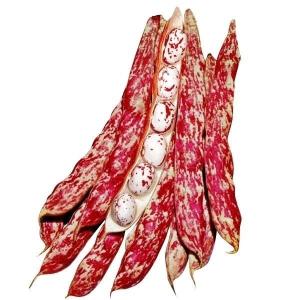 種 野菜たね マメ ファイヤービーン 1袋（15ml） やさいの種 国華園