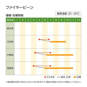 種 野菜たね マメ ファイヤービーン 1袋(1...の詳細画像1