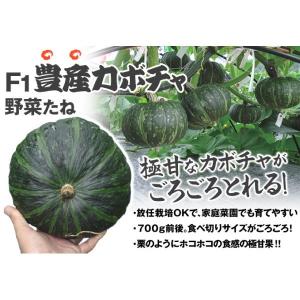 かぼちゃ 放任栽培の商品一覧 通販 Yahoo ショッピング