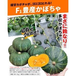 種 野菜たね ミニカボチャ F1豊産かぼちゃ ...の詳細画像1