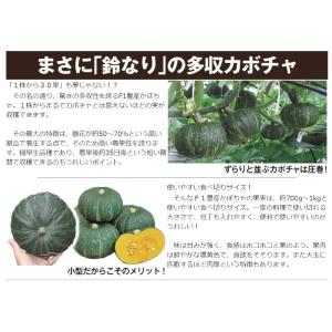 種 野菜たね ミニカボチャ F1豊産かぼちゃ ...の詳細画像3