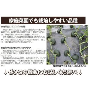 種 野菜たね ミニカボチャ F1豊産かぼちゃ ...の詳細画像4