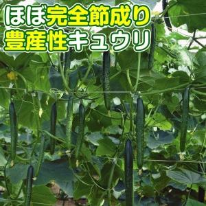 キュウリ 種 野菜たね F1極成きゅうり 1袋（1ml） 胡瓜 やさいたね 国華園 こっかえん｜kokkaen