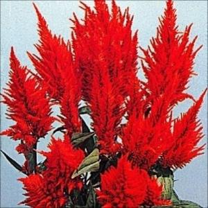 種 花たね 羽毛けいとう 1袋(60粒)