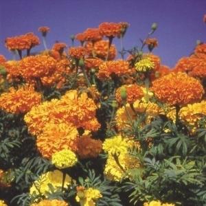 種 花たね大量販売 マリーゴールド畑（アフリカン系) 1袋(50g) : 花と