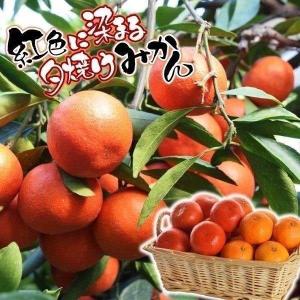 温州みかん苗 小原紅早生 1株 果樹苗 カンキツ